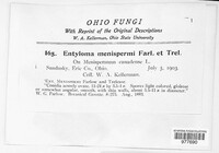 Entyloma menispermi image
